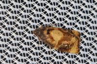 Ditula angustiorana
