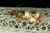 Notocelia trimaculana