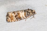 Piniphila bifasciana