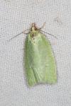 Tortrix viridana