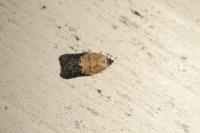 Acleris variegana