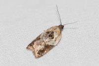 Acleris variegana