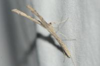 Agdistis