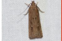 Helcystogramma triannulella
