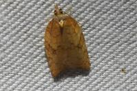 Acleris rhombana