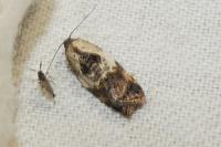 Acleris variegana
