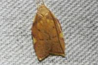 Carcina quercana