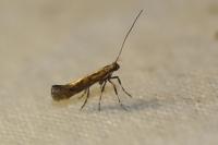 Calybites phasianipennella
