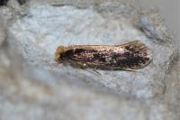 Monopis crocicapitella