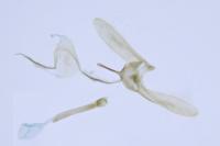 Glyphipterix forsterella