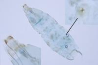 Phyllonorycter hilarella