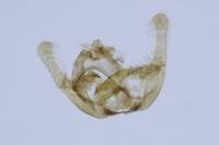 Endothenia marginana