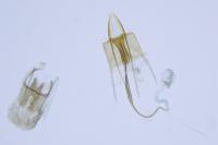 Coleophora caespititiella