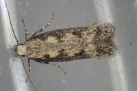 Pogochaetia solitaria