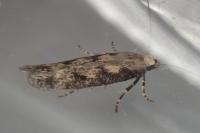 Pogochaetia solitaria