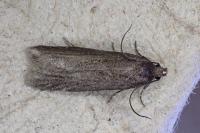 Aroga velocella