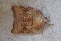 Acleris rhombana