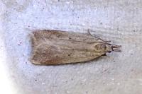 Dichomeris limosella