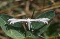 Calyciphora nephelodactyla