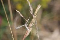 Calyciphora nephelodactyla