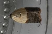 Acleris variegana