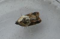 Acleris variegana