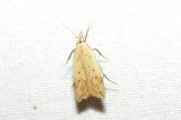 Dichomeris limosella