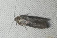 Blastobasis