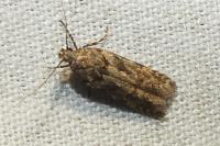 Teleiopsis diffinis