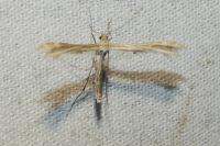 Oxyptilus