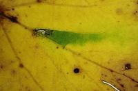 Stigmella tiliae