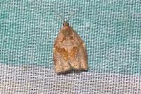 Archips rosana