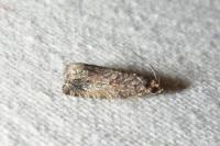 Cydia fagiglandana/splendana