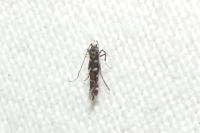 Parectopa ononidis