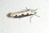 Ethmia bipunctella