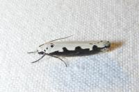 Ethmia bipunctella