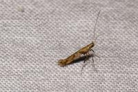 Caloptilia honoratella