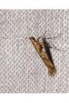 Caloptilia honoratella