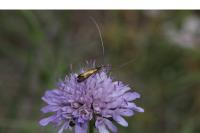 Nemophora metallica