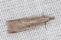 Dichomeris limbipunctella