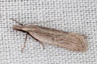 Dichomeris limbipunctella