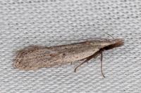 Dichomeris limbipunctella