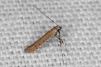 Aspilapteryx tringipennella