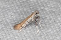 Aspilapteryx tringipennella
