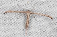 Emmelina monodactyla