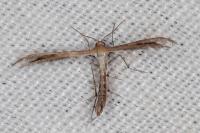 Stangeia siceliota