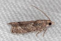 Acroclita subsequana