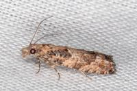 Acroclita subsequana