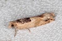 Crocidosema plebejana