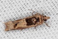 Crocidosema plebejana